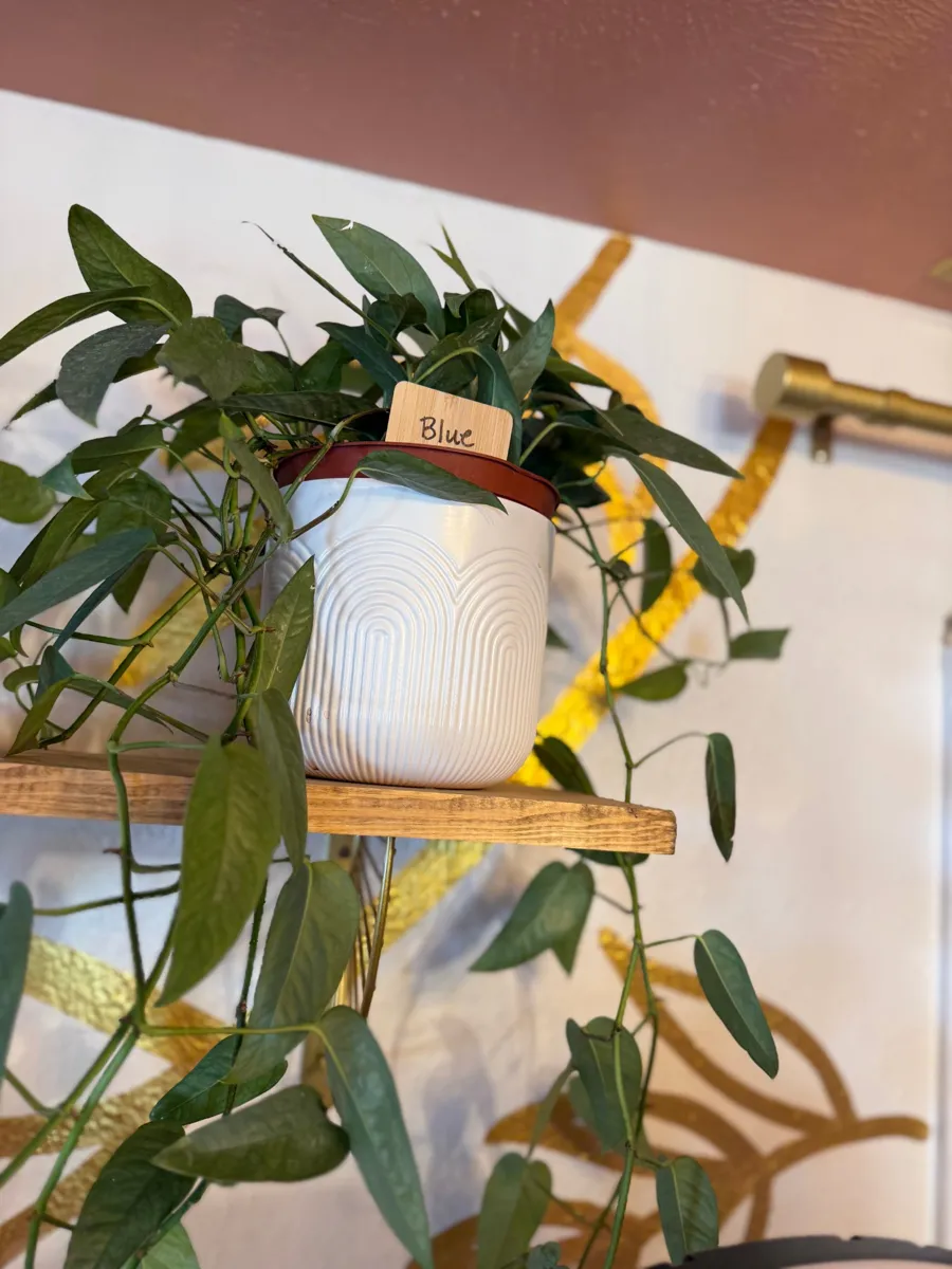 A trailing pothos with long vines spilling out of a white ribbed pot on a wooden shelf