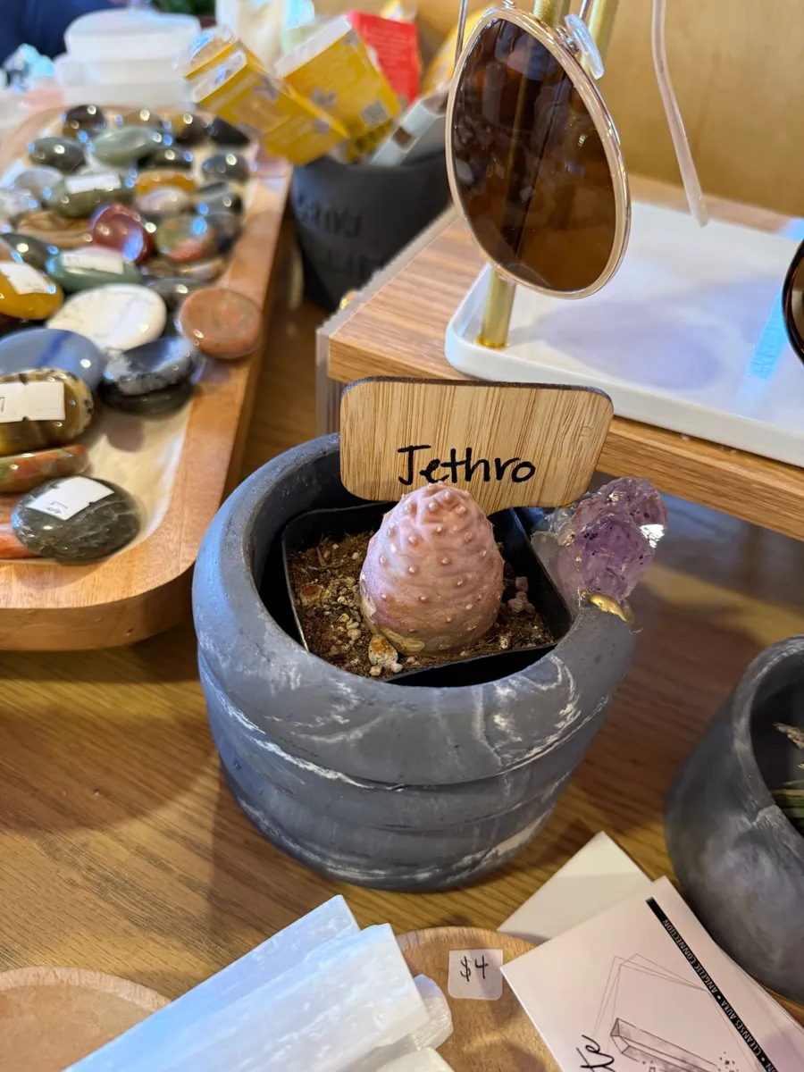 A pink, bumpy succulent in a gray concrete pot with a wooden name tag that says Jethro