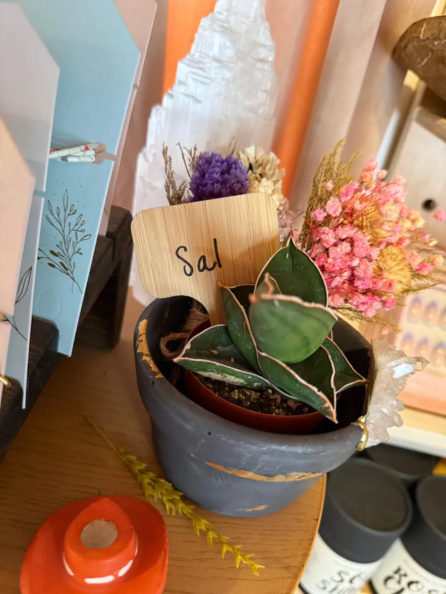A small snake plant with red edged leaves in a gray pot next to dried pink flowers