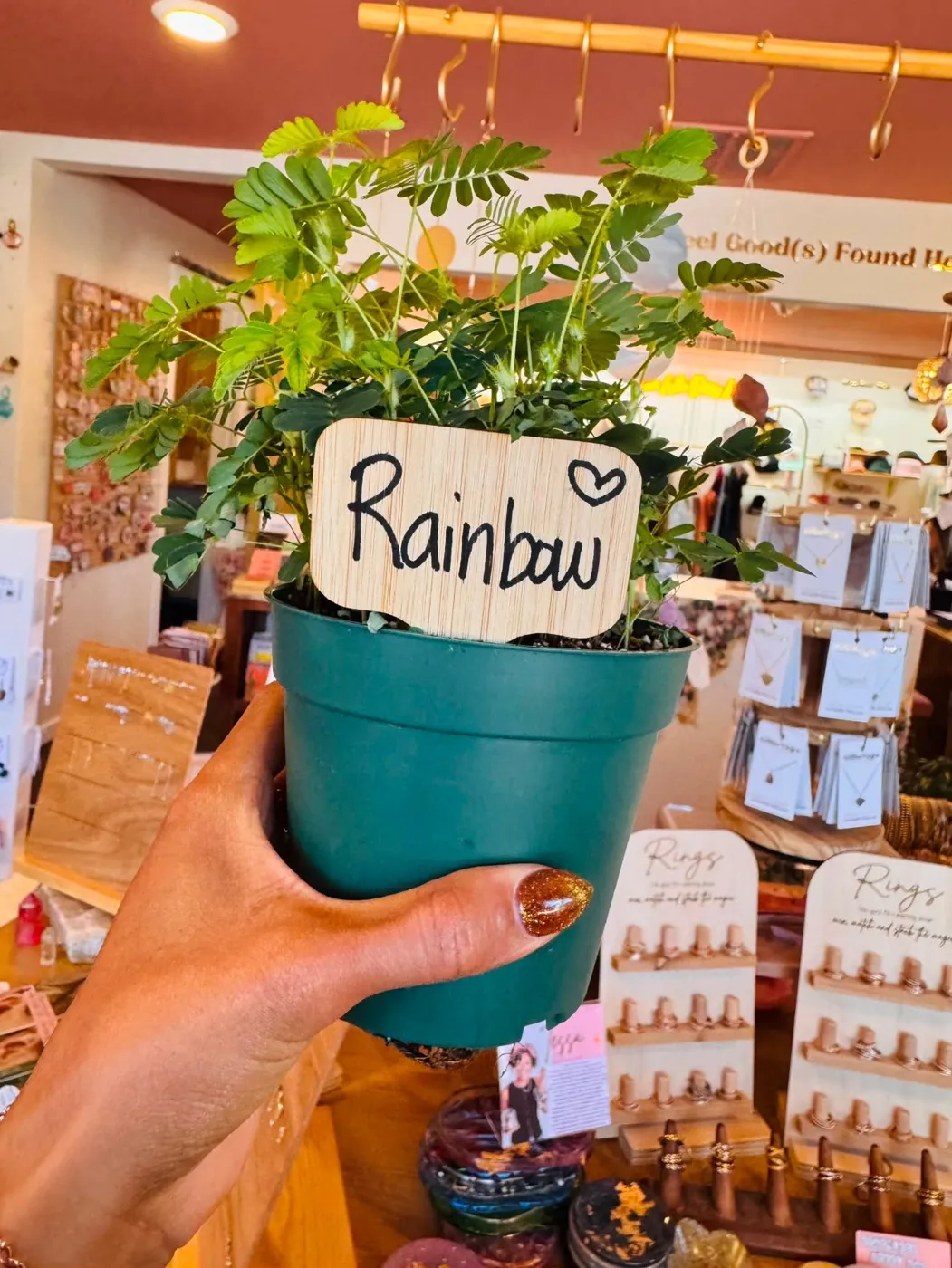 A hand holding a sensitive plant with a name tag that says Rainbow